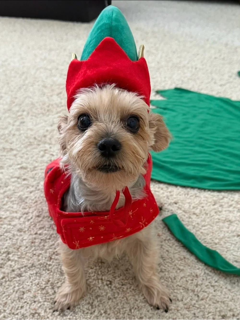 Holiday Red and Green Dog Costume - Festive Pet Outfit